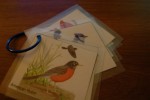 Inexpensive Field Guides for Tots