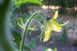 Garden Planning