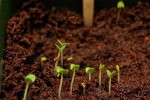 Indoor Herb Garden Update… Sprouts!