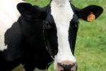 I’m at BabyCenter.com for Easy Organic Living!