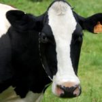 reginasfarm6