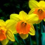 firstsignspring1