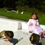 ducks3