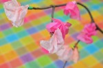 Cherry Blossoms