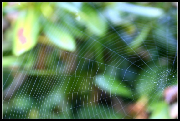 Preserve A Spider Web