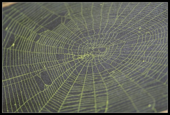 Preserved spider's web