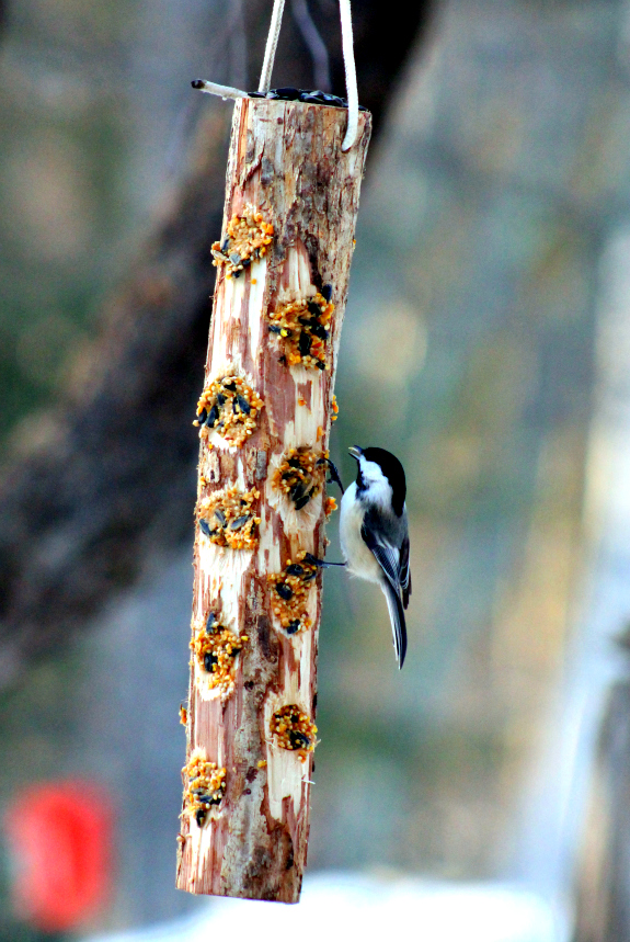 Building Bird Feeders with Real Tools