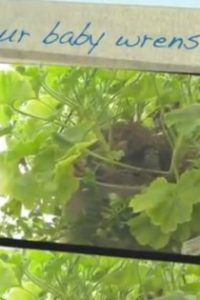 Watch Baby House Wrens Leave the Nest