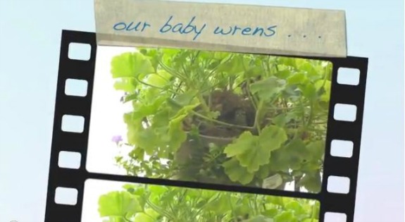 Watch Baby House Wrens Leave the Nest