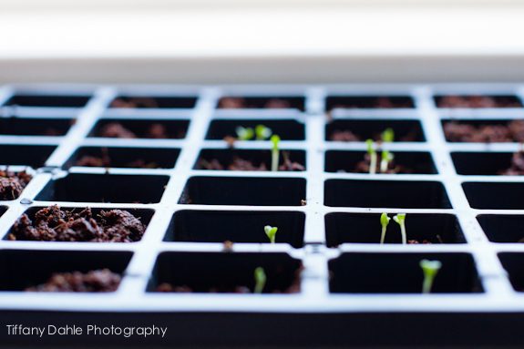 Growing Plants Indoors from Seeds