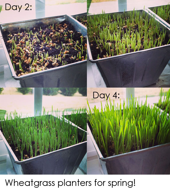 Growing Little Gardeners - Watch the Seeds Grow into Plants with Wheat Grass