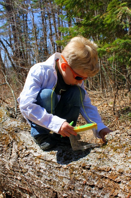 Insect Lab Nature Investigation