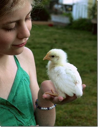 Raising Chickens as a Family