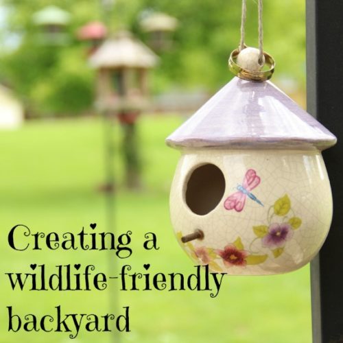 Creating Wildlife-Friendly Backyards