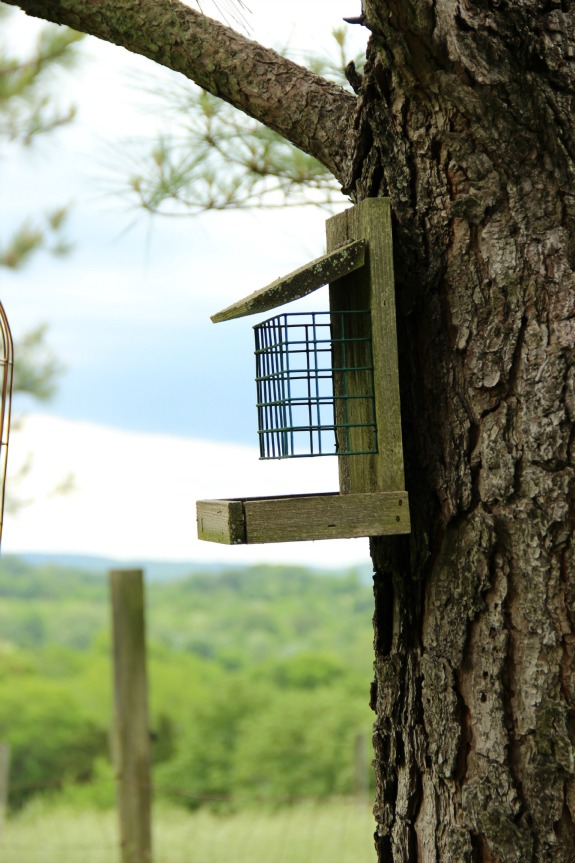 Creating a Wildlife-Friendly Backyard