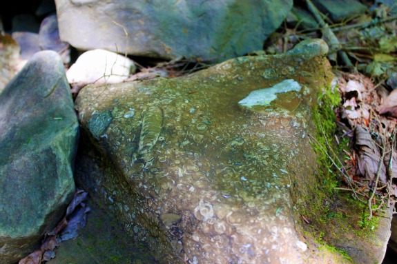 Fossil Hunting at the Creek