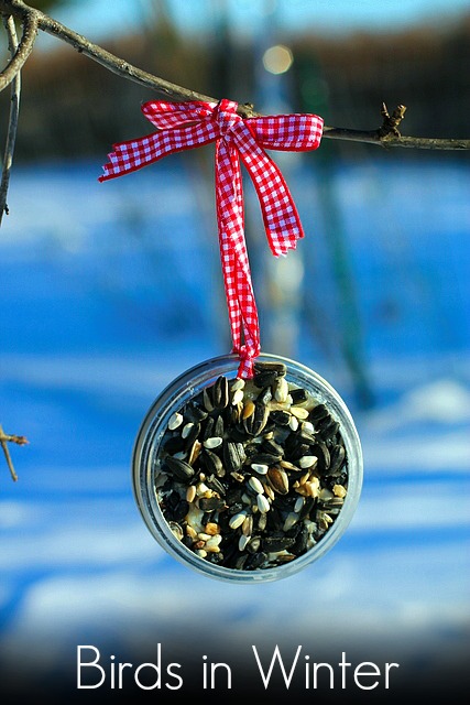 Birds in Winter- Observing birds, learning about their many adaptations to stay comfortable in cold weather, and helping birds stay warm and fed in the winter is a fulfilling experience for children and adults!