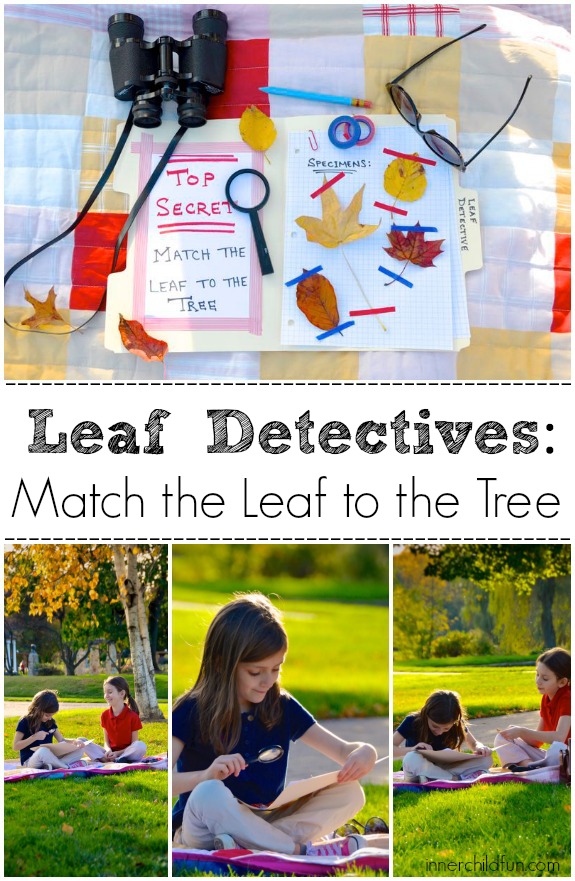 Autumn Nature Activity: Match the Leaf to the Tree!