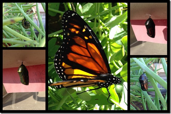 Butterfly life cycle lesson plans.  (with free printable)