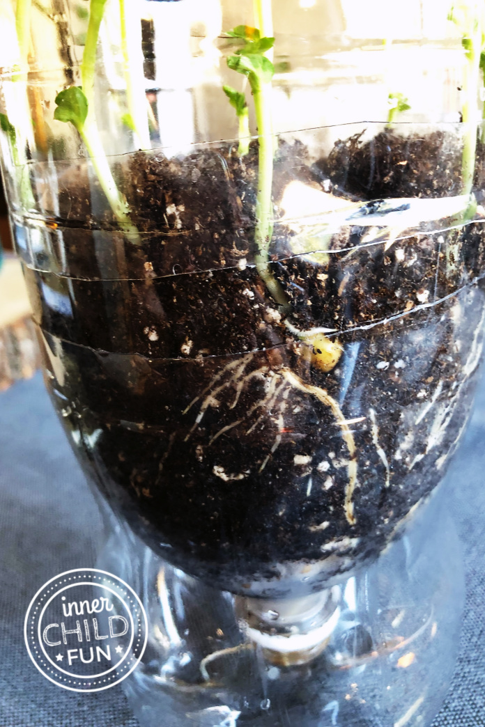 Root Growth Spring Science 