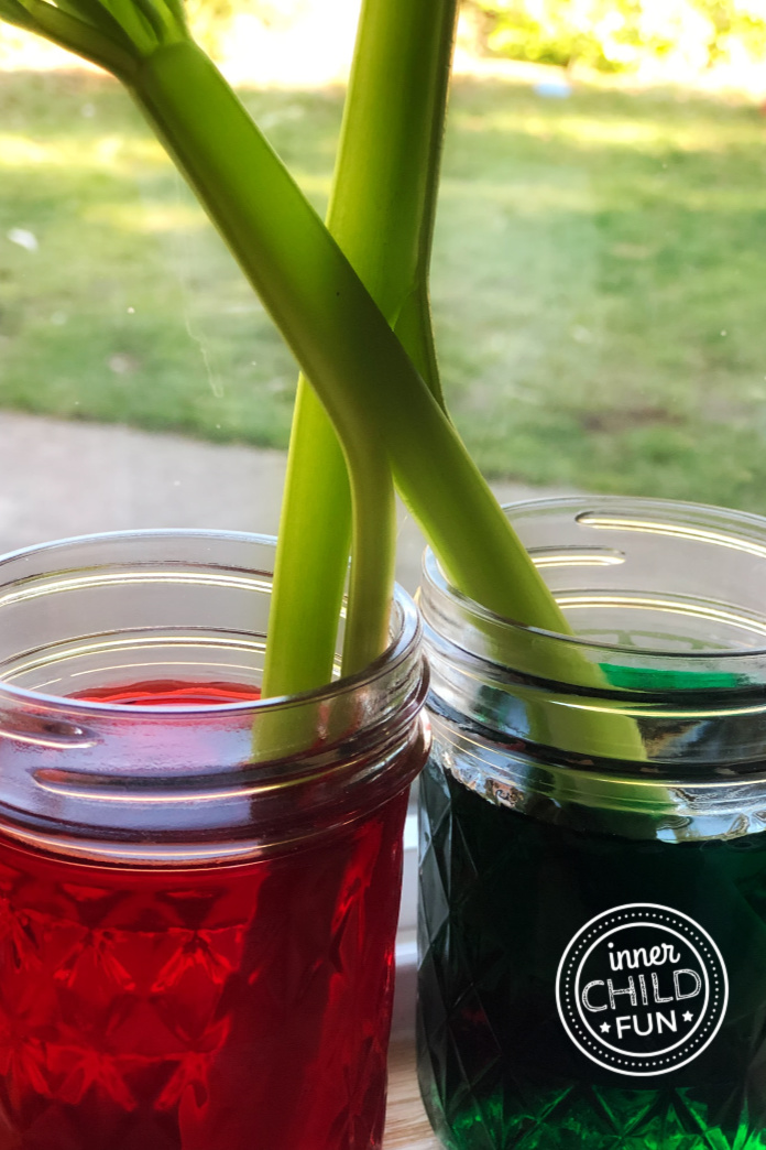 Celery Water Movement - simple plant science project