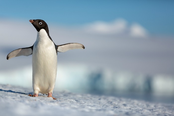 5 Reasons to Take Your Family to Disneynature Movies